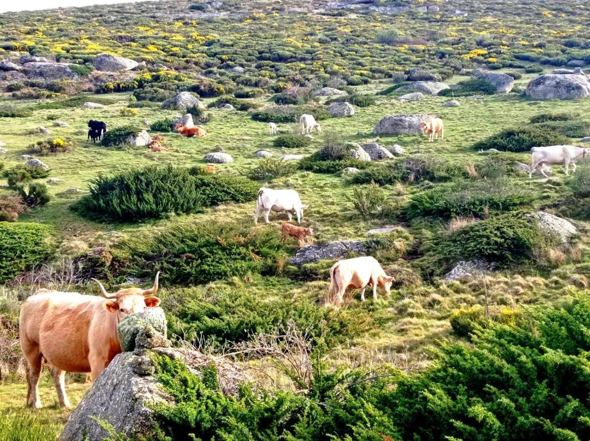 Navaquesera Mirador De Gredos Ávila Exteriör bild